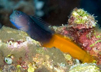 perciformes